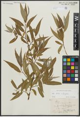 Foto von Salix alba L. x Salix fragilis L.